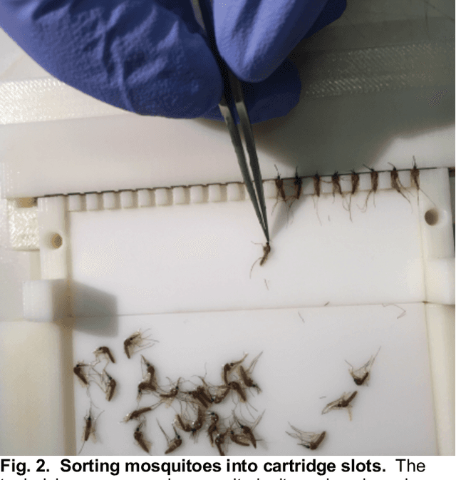 Figure 3 for An Efficient Production Process for Extracting Salivary Glands from Mosquitoes