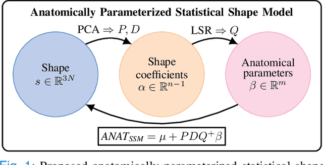 Figure 1 for Anatomically Parameterized Statistical Shape Model: Explaining Morphometry through Statistical Learning