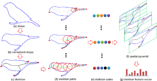 Figure 3 for Shape Recognition by Bag of Skeleton-associated Contour Parts