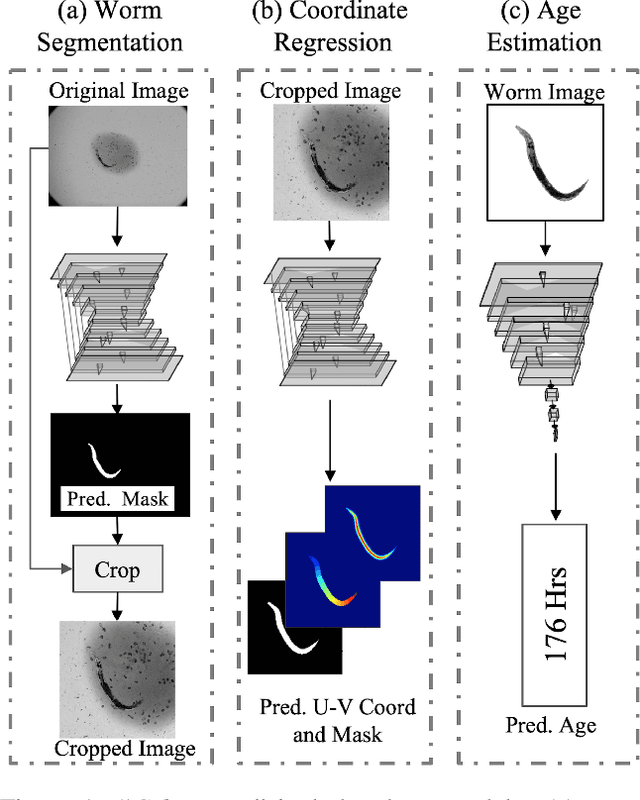 Figure 1 for Celeganser: Automated Analysis of Nematode Morphology and Age