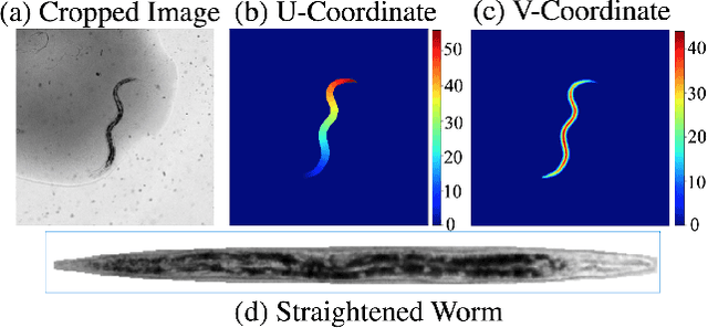 Figure 3 for Celeganser: Automated Analysis of Nematode Morphology and Age