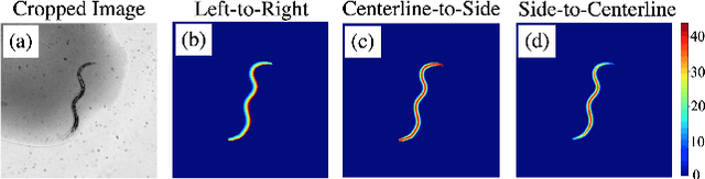 Figure 4 for Celeganser: Automated Analysis of Nematode Morphology and Age