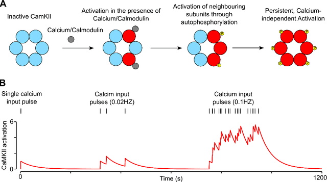 Figure 1 for CaMKII activation supports reward-based neural network optimization through Hamiltonian sampling