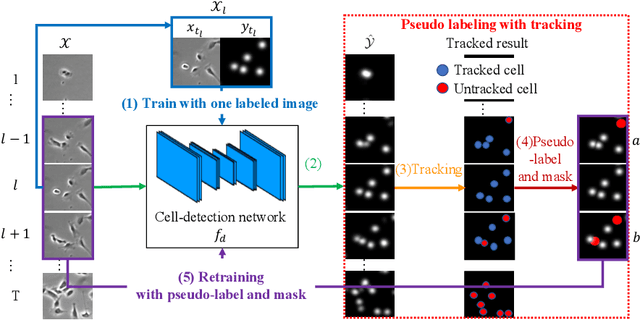 Figure 3 for Semi-supervised Cell Detection in Time-lapse Images Using Temporal Consistency