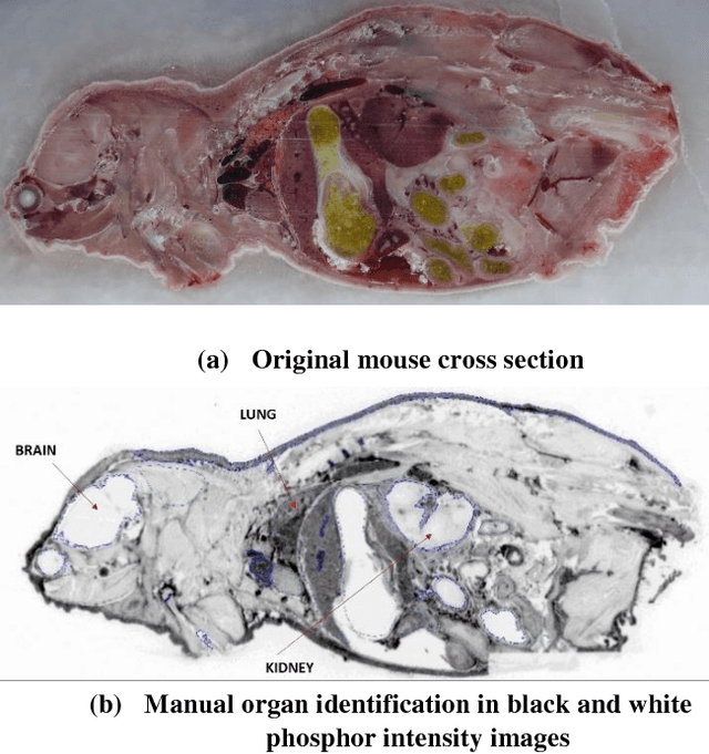 Figure 1 for Automated Mouse Organ Segmentation: A Deep Learning Based Solution