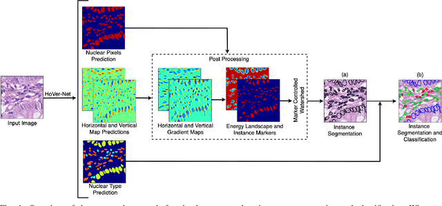 Figure 1 for XY Network for Nuclear Segmentation in Multi-Tissue Histology Images
