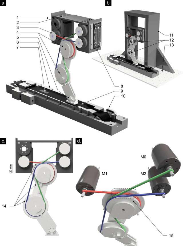 Figure 1 for Autonomous Functional Locomotion in a Tendon-Driven Limb via Limited Experience