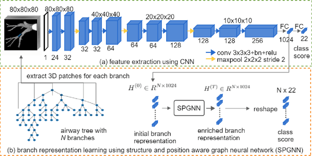 Figure 1 for Structure and position-aware graph neural network for airway labeling