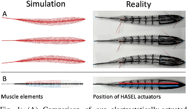Figure 1 for Planar Modeling and Sim-to-Real of a Tethered Multimaterial Soft Swimmer Driven by Peano-HASELs