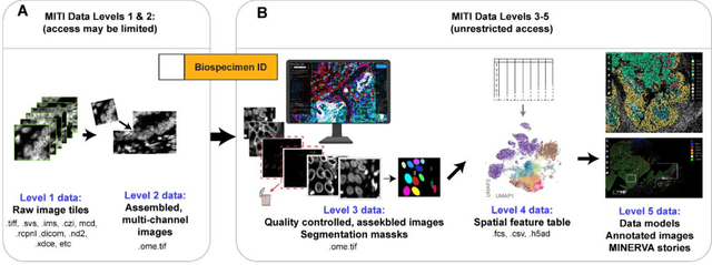 Figure 2 for MITI Minimum Information guidelines for highly multiplexed tissue images