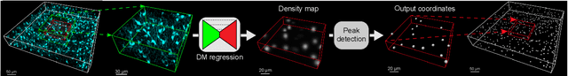 Figure 1 for Probabilistic Spatial Analysis in Quantitative Microscopy with Uncertainty-Aware Cell Detection using Deep Bayesian Regression of Density Maps