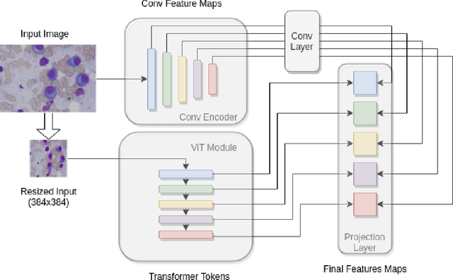 Figure 3 for Transformer Assisted Convolutional Network for Cell Instance Segmentation