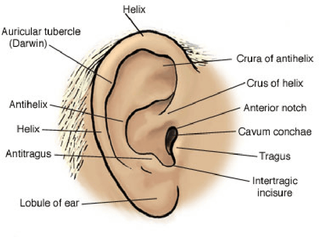 Figure 1 for Ear Recognition