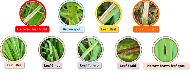 Figure 2 for Rice Leaf Disease Classification and Detection Using YOLOv5