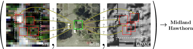 Figure 1 for Weakly Supervised Instance Attention for Multisource Fine-Grained Object Recognition with an Application to Tree Species Classification