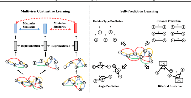 Figure 3 for Protein Representation Learning by Geometric Structure Pretraining