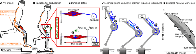 Figure 1 for Effective Viscous Damping Enables Morphological Computation in Legged Locomotion