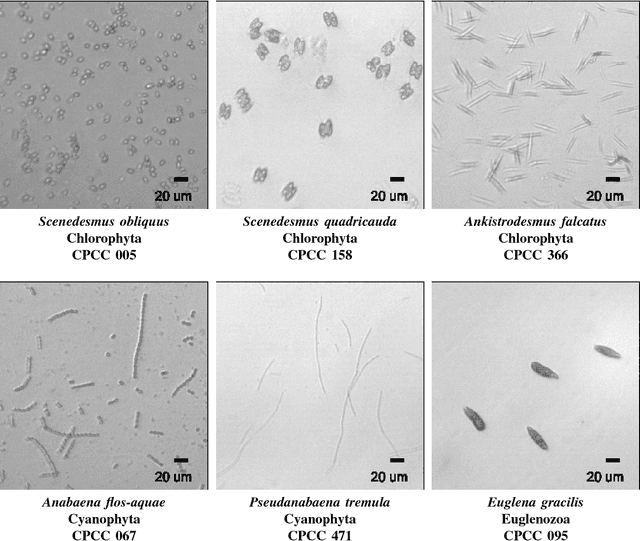 Figure 4 for The feasibility of automated identification of six algae types using neural networks and fluorescence-based spectral-morphological features