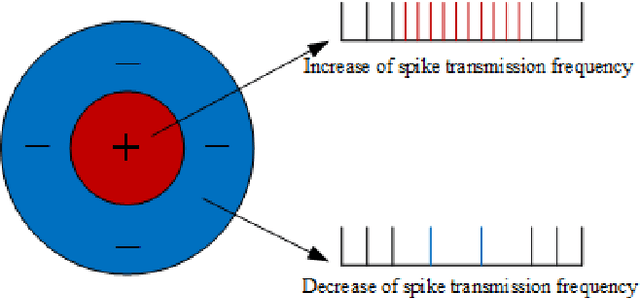 Figure 3 for SAR Image Classification Based on Spiking Neural Network through Spike-Time Dependent Plasticity and Gradient Descent
