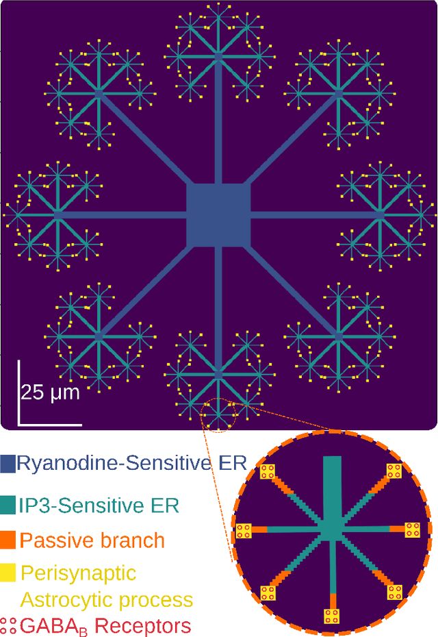 Figure 1 for Computational Astrocyence: Astrocytes encode inhibitory activity into the frequency and spatial extent of their calcium elevations