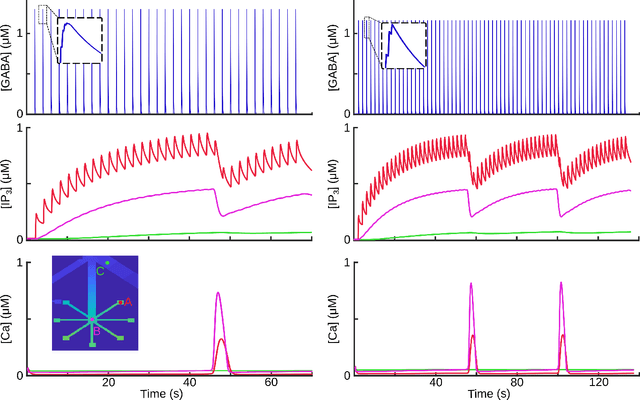 Figure 2 for Computational Astrocyence: Astrocytes encode inhibitory activity into the frequency and spatial extent of their calcium elevations