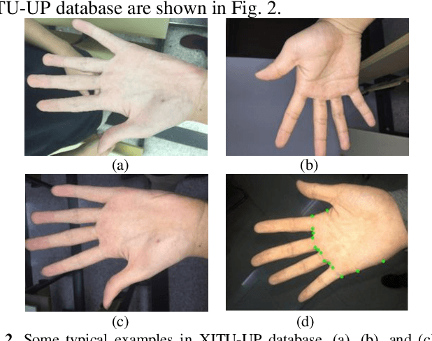 Figure 2 for Towards Efficient Unconstrained Palmprint Recognition via Deep Distillation Hashing