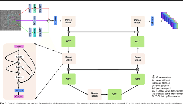 Figure 3 for Global Transformer U-Nets for Label-Free Prediction of Fluorescence Images