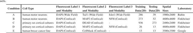 Figure 2 for Global Transformer U-Nets for Label-Free Prediction of Fluorescence Images