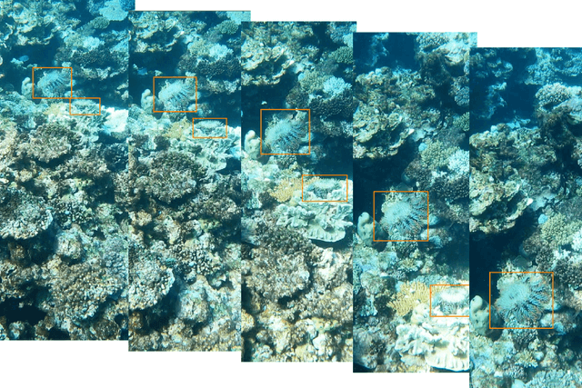 Figure 1 for The CSIRO Crown-of-Thorn Starfish Detection Dataset
