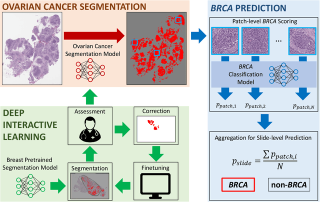 Figure 2 for Deep Interactive Learning-based ovarian cancer segmentation of H&E-stained whole slide images to study morphological patterns of BRCA mutation