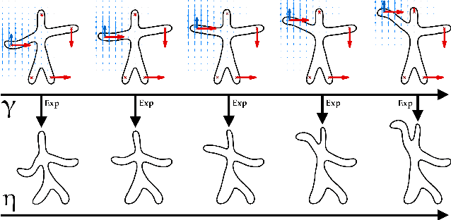 Figure 1 for Learning distributions of shape trajectories from longitudinal datasets: a hierarchical model on a manifold of diffeomorphisms