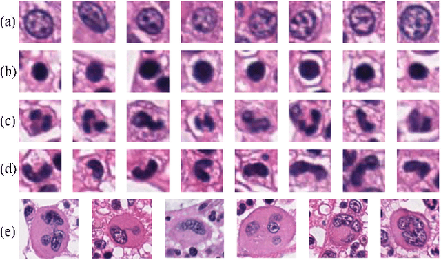 Figure 1 for Unsupervised Learning for Cell-level Visual Representation in Histopathology Images with Generative Adversarial Networks