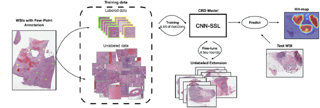 Figure 3 for Renal Cell Carcinoma Detection and Subtyping with Minimal Point-Based Annotation in Whole-Slide Images