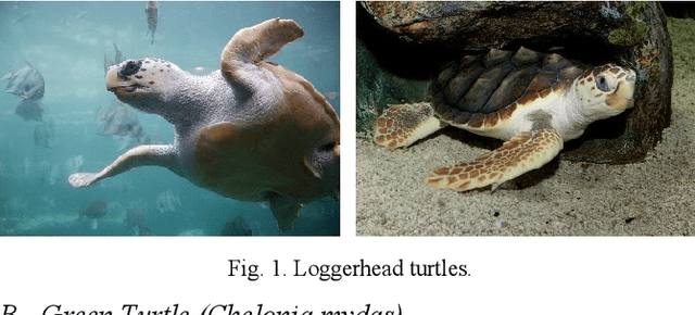 Figure 1 for The Need and Status of Sea Turtle Conservation and Survey of Associated Computer Vision Advances