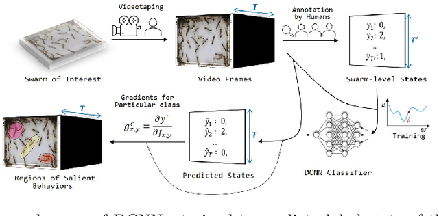 Figure 1 for Beyond Tracking: Using Deep Learning to Discover Novel Interactions in Biological Swarms