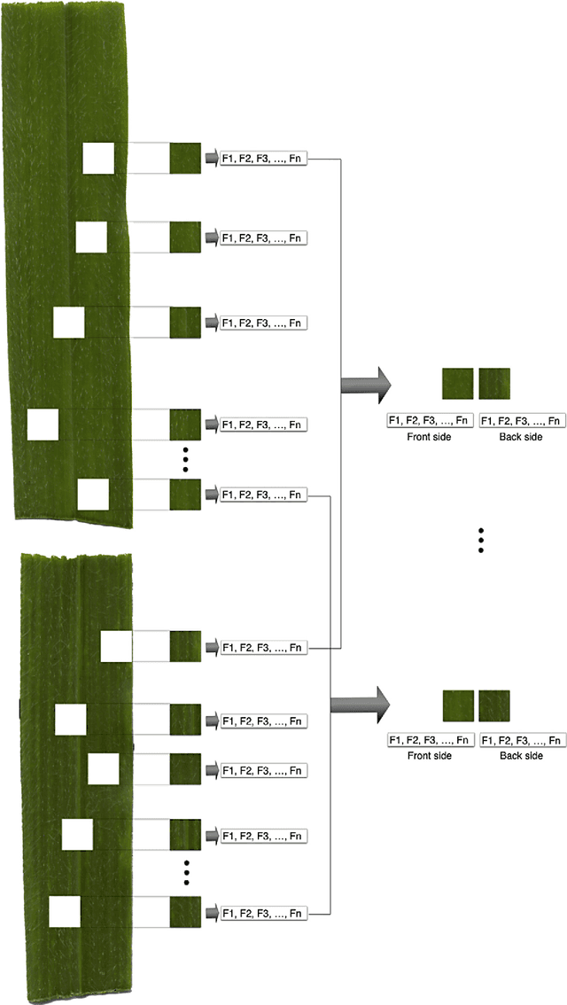 Figure 4 for Brachiaria species identification using imaging techniques based on fractal descriptors