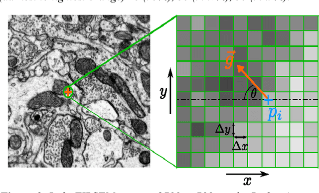 Figure 2 for Estimation of Z-Thickness and XY-Anisotropy of Electron Microscopy Images using Gaussian Processes