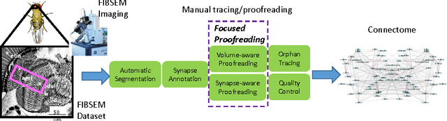Figure 3 for Focused Proofreading: Efficiently Extracting Connectomes from Segmented EM Images