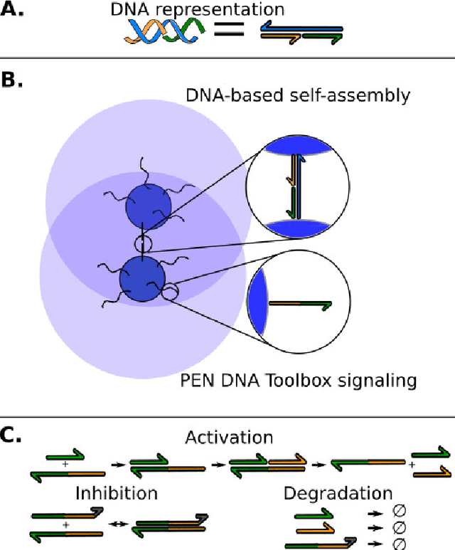 Figure 1 for Exploring Self-Assembling Behaviors in a Swarm of Bio-micro-robots using Surrogate-Assisted MAP-Elites