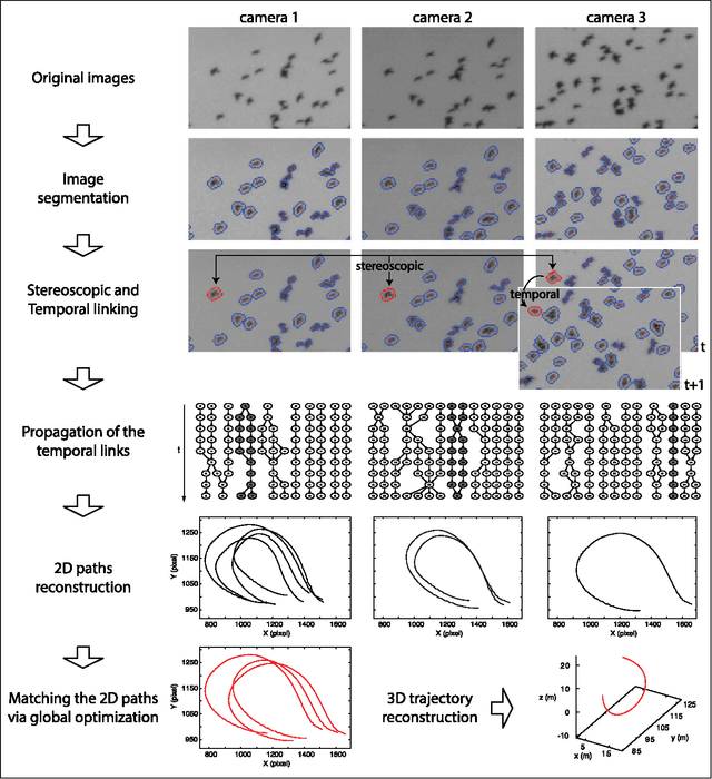 Figure 3 for GReTA - a novel Global and Recursive Tracking Algorithm in three dimensions