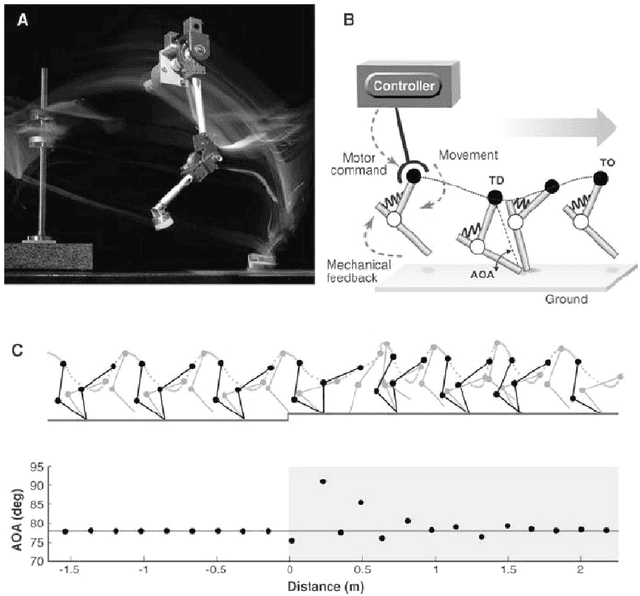 Figure 2 for The implications of embodiment for behavior and cognition: animal and robotic case studies