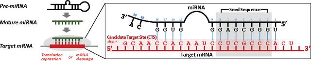 Figure 3 for deepTarget: End-to-end Learning Framework for microRNA Target Prediction using Deep Recurrent Neural Networks