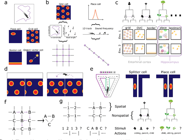 Figure 1 for How to build a cognitive map: insights from models of the hippocampal formation
