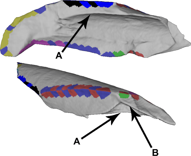 Figure 3 for Using machine learning on new feature sets extracted from 3D models of broken animal bones to classify fragments according to break agent