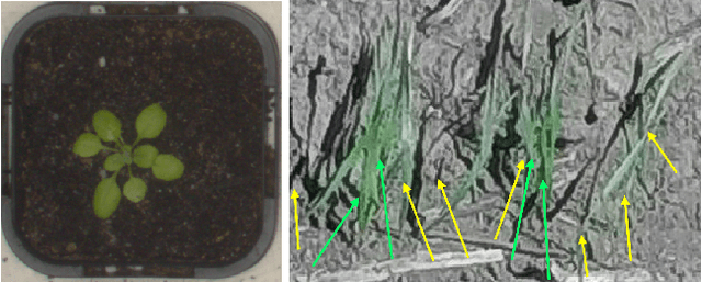 Figure 1 for DeepWheat: Estimating Phenotypic Traits from Crop Images with Deep Learning