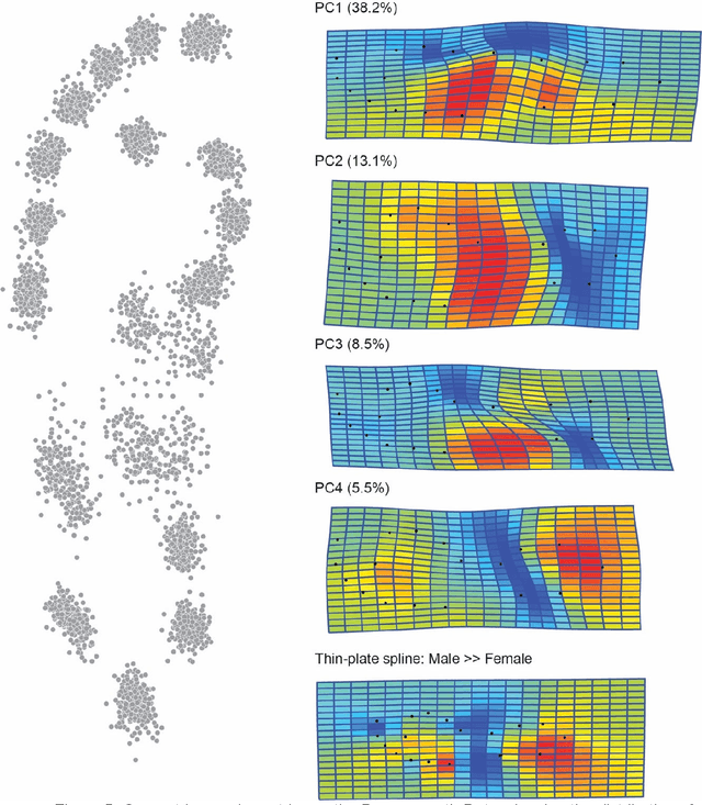 Figure 4 for Sexing Caucasian 2D footprints using convolutional neural networks