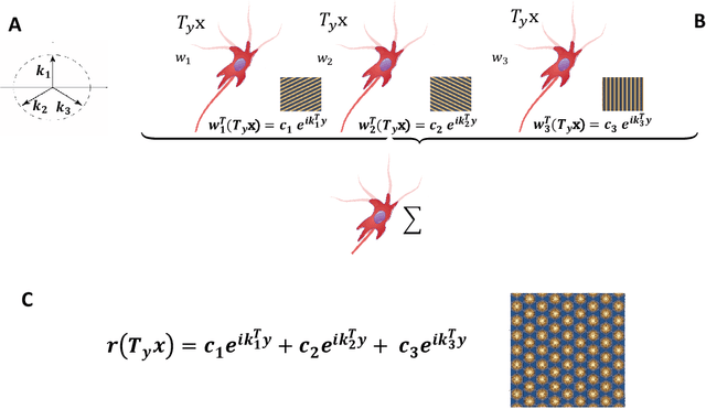 Figure 2 for A computational model for grid maps in neural populations