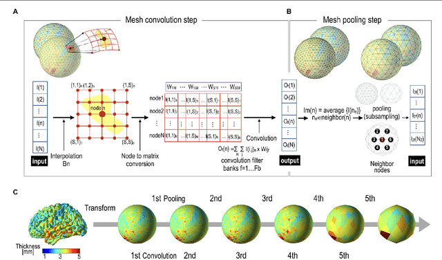 Figure 3 for Geometric Convolutional Neural Network for Analyzing Surface-Based Neuroimaging Data