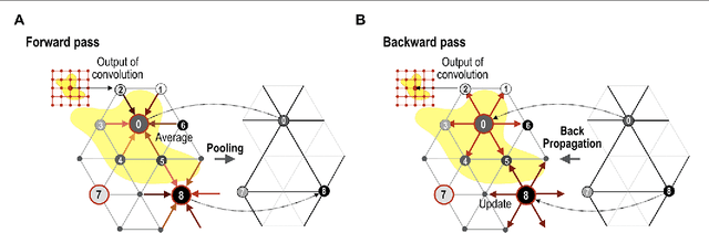 Figure 4 for Geometric Convolutional Neural Network for Analyzing Surface-Based Neuroimaging Data