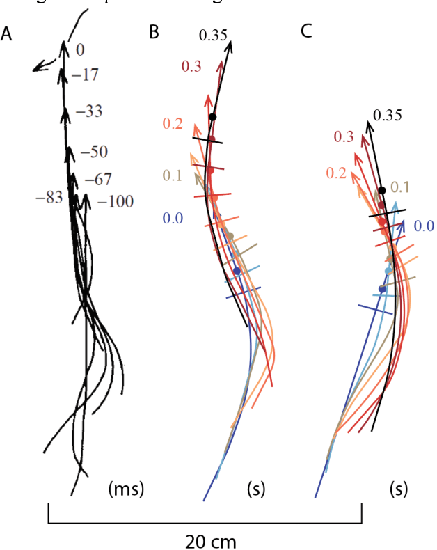 Figure 3 for In-plane prestressed hair clip mechanism for the fastest untethered compliant fish robot